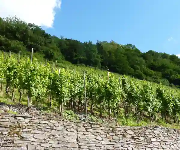 Vinranker I Bernkastel Kues