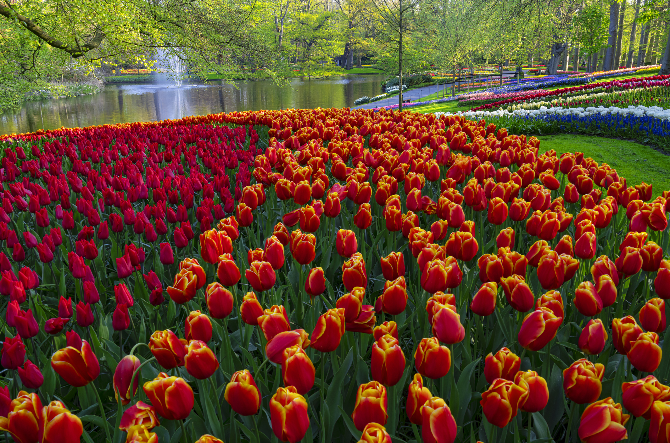 Keukenhof