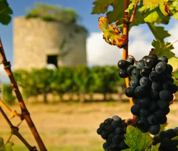 Vinområdet Medoc