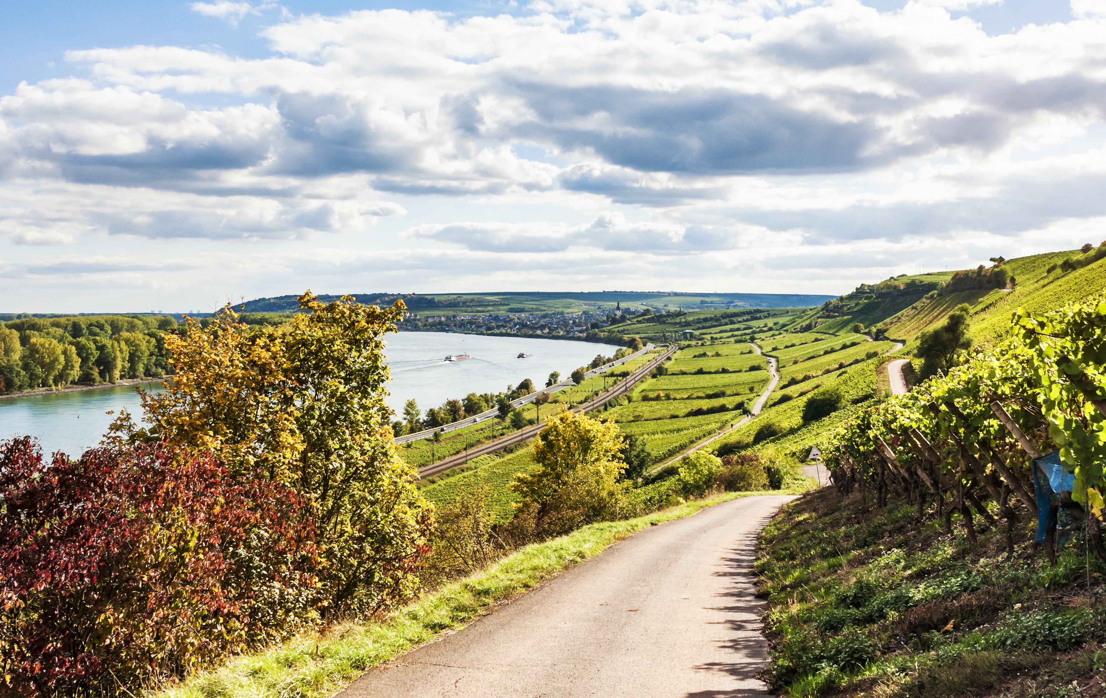Vingård ved Rhinen i nærheten av Nierstein og Oppenheim