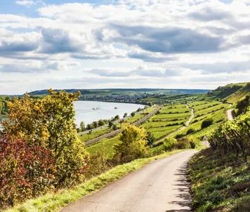 Vingård ved Rhinen i nærheten av Nierstein og Oppenheim