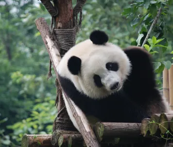 Beijing Zoo
