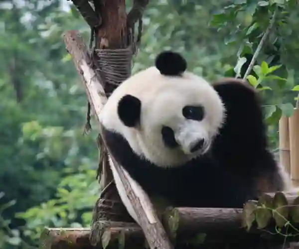 Beijing Zoo