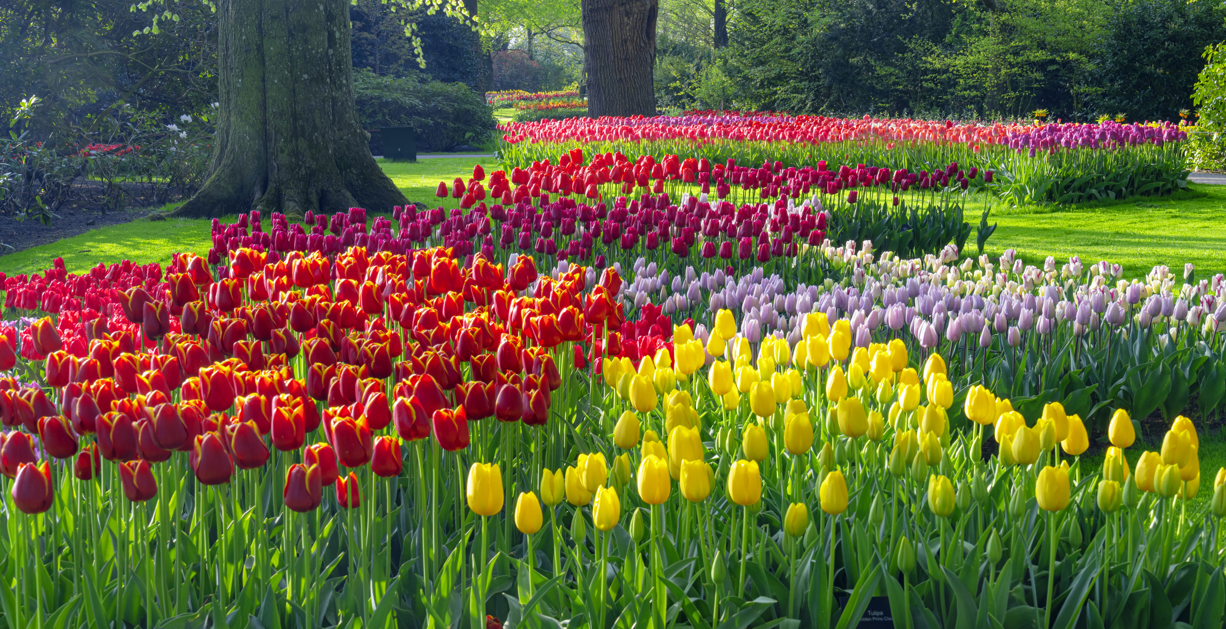 Keukenhof