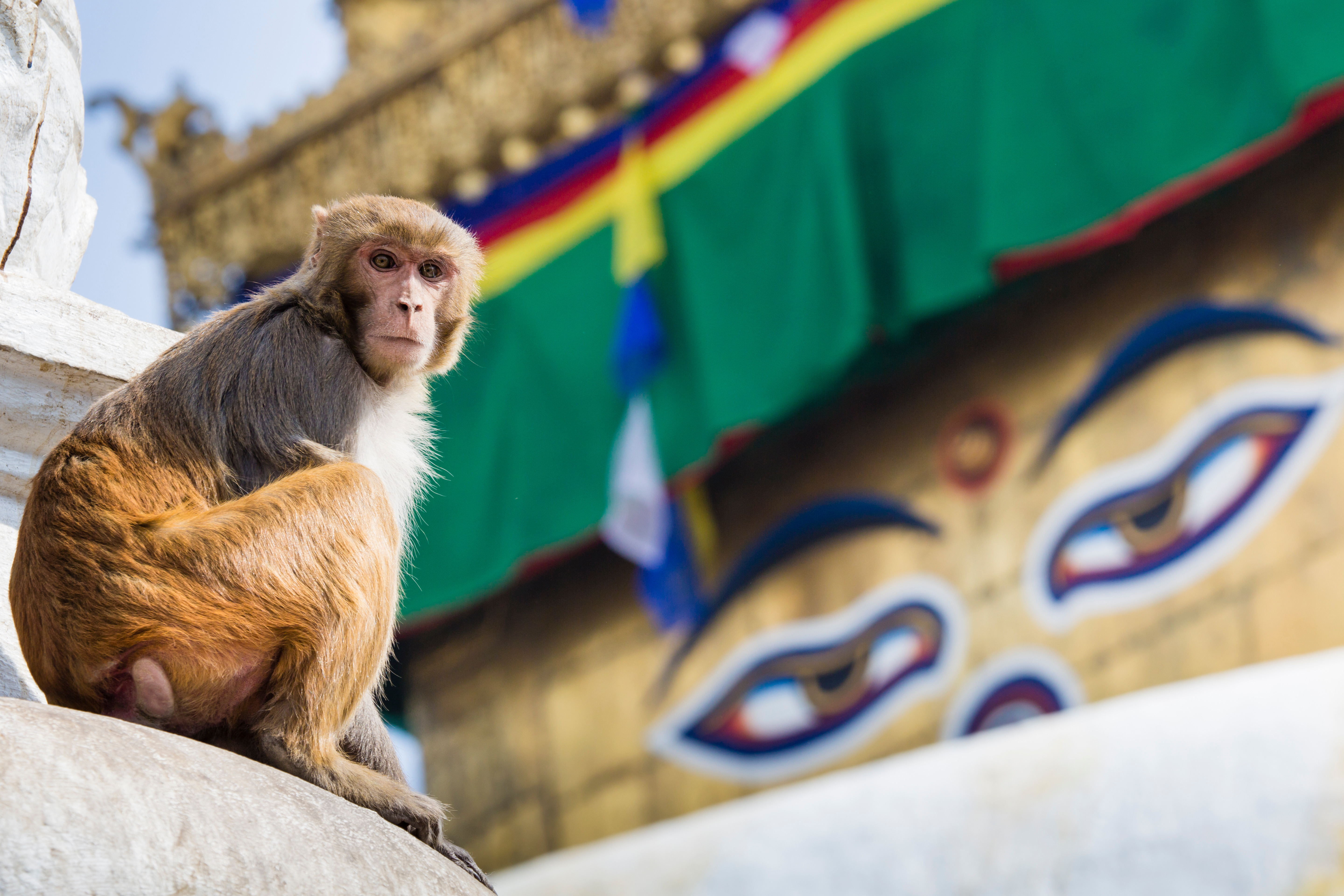 Swayambunath tempel i Katmandu