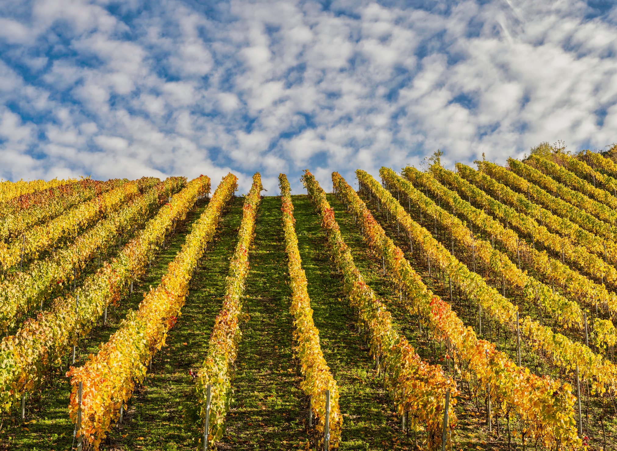 Vinranker I Bernkastel Kues 1