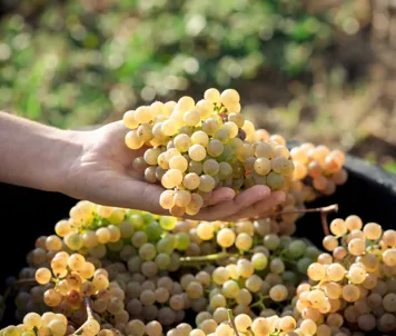 Alvarinho-druer