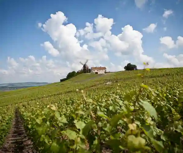 Landskap ved Épernay i Champagne