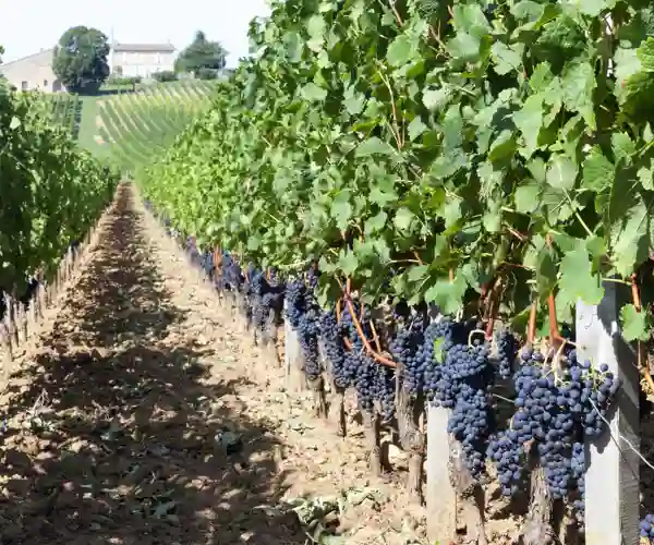 Vinmarker i Bordeaux