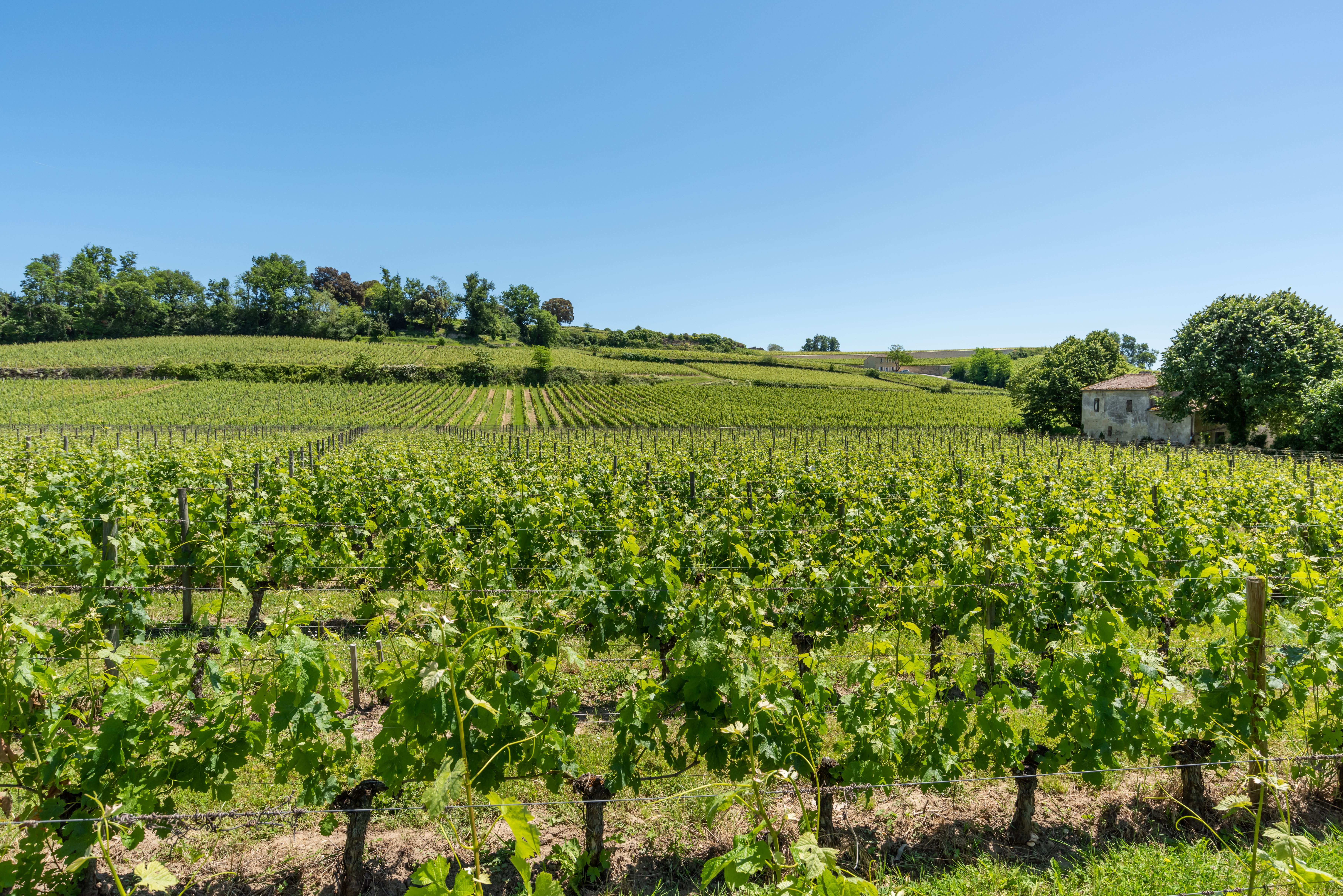 Vinmarker ved Libourne
