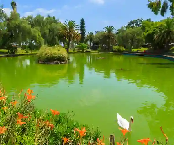 Botaniske hagen i Funchal