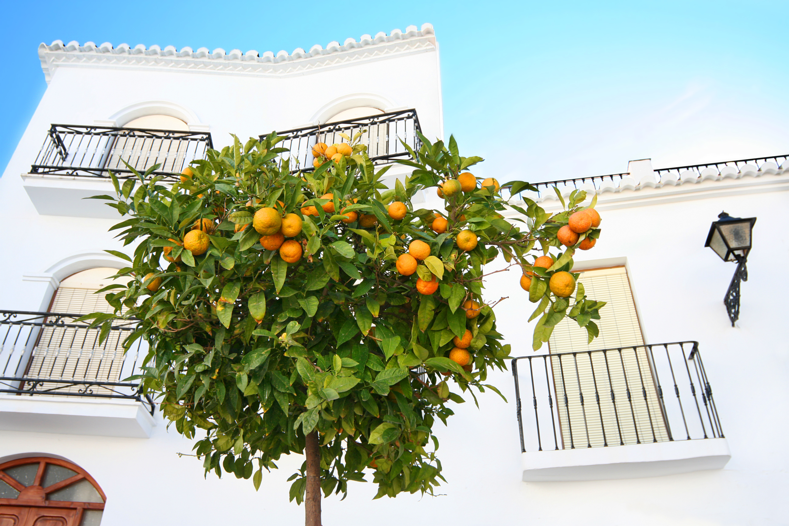 Appelsintrær i Mijas