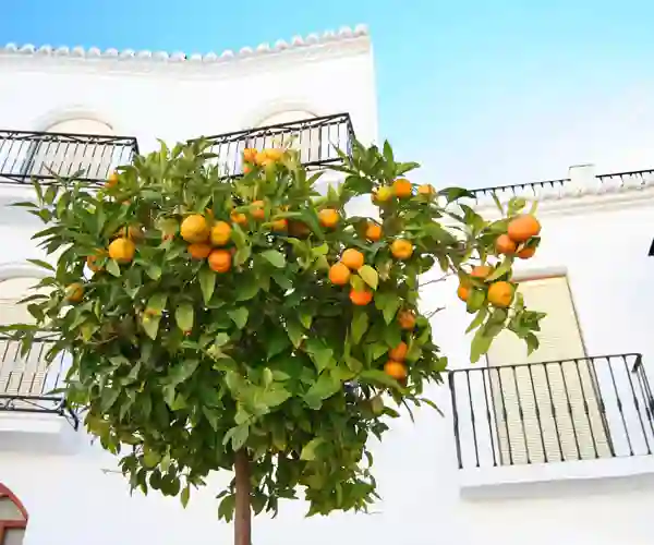 Appelsintrær i Mijas