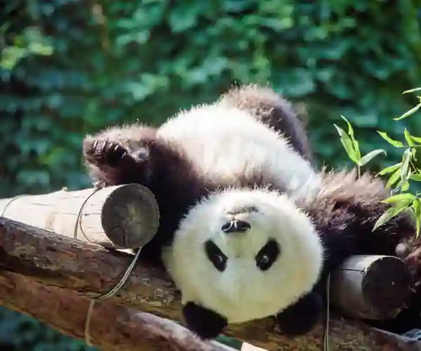 Beijing Zoo