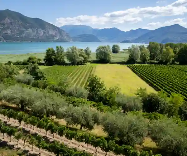 Vindistriktet Franciacorta