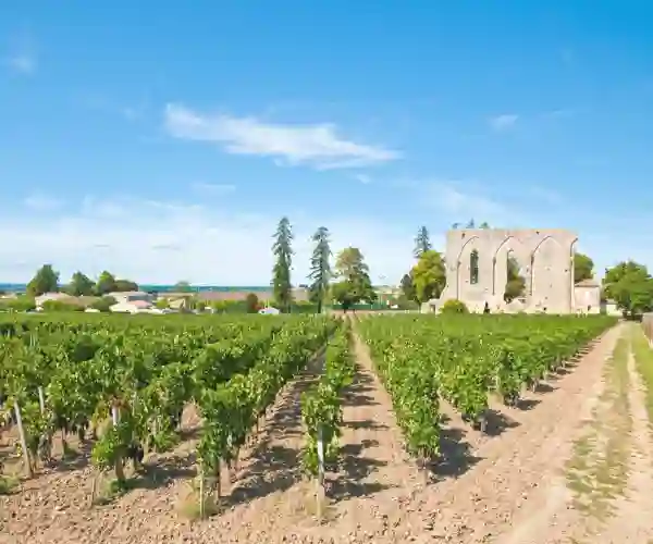 Vineyard of Saint-Emilion