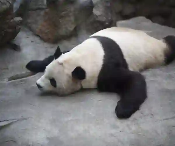 Beijing Zoo