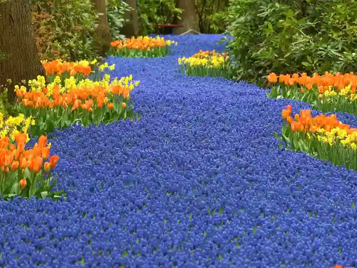 Keukenhof