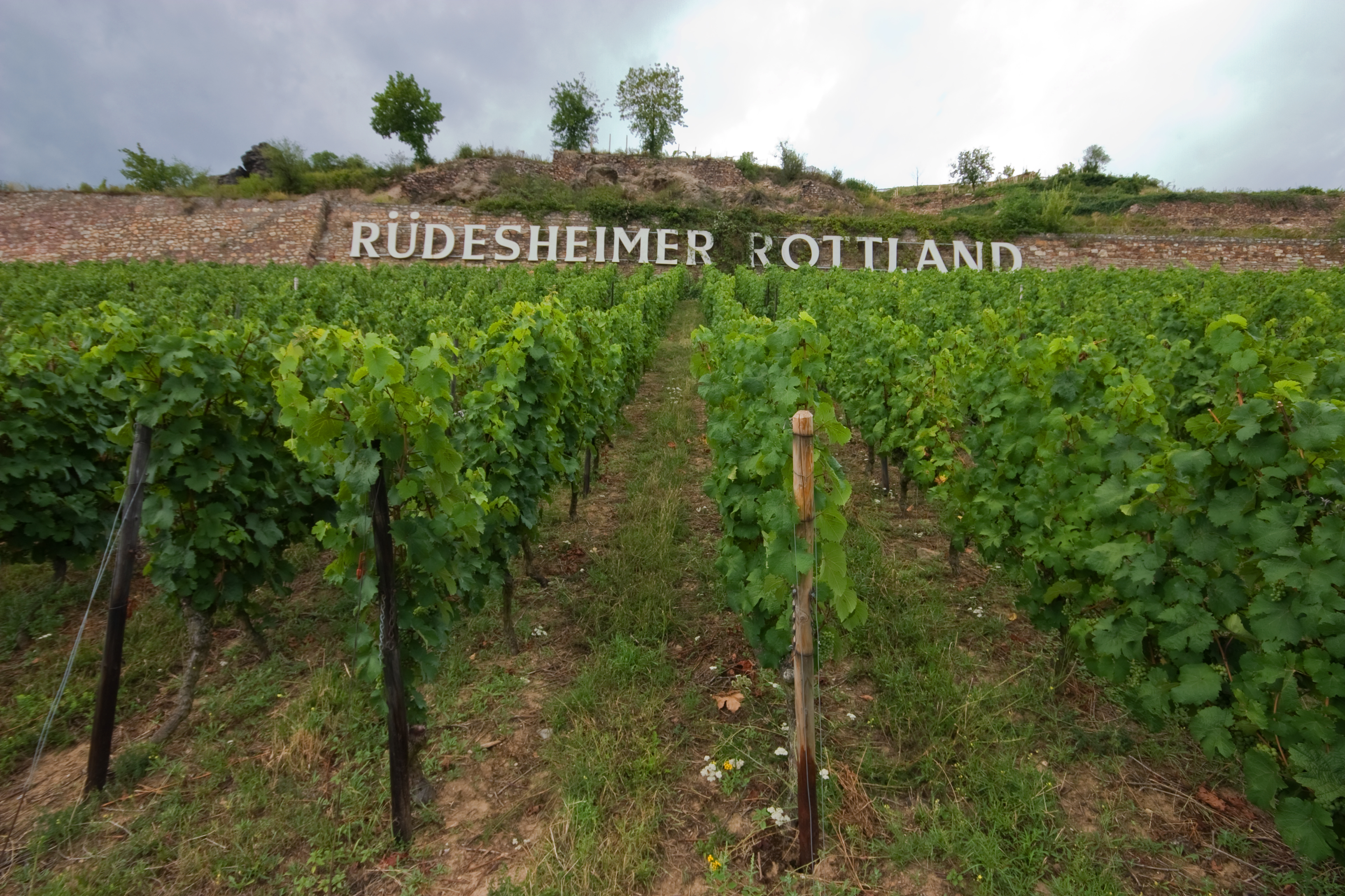 Vinranker Rüdesheim