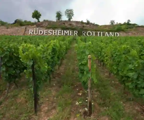 Vinranker Rüdesheim