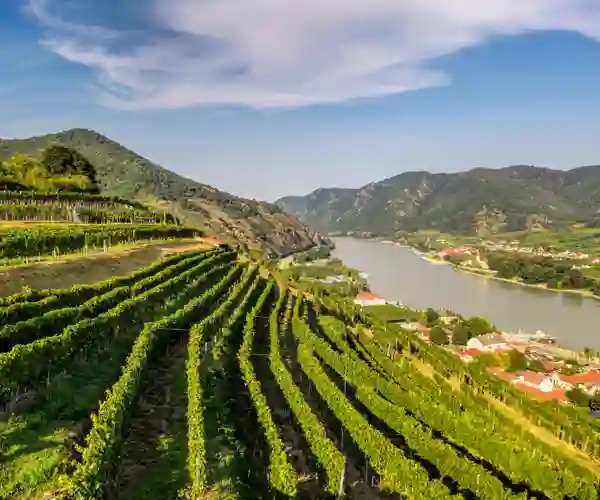 Vinranker langs Donau